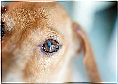 Cleaning your dog's eyes: tips and advice