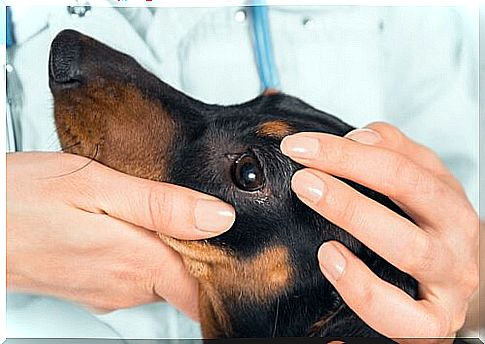 The veterinarian treats diseases of the eyes