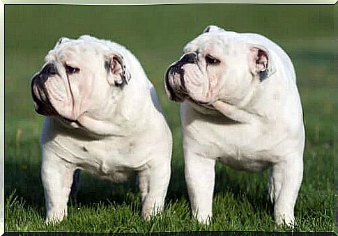 Are Cloned Dogs Exactly the Same?