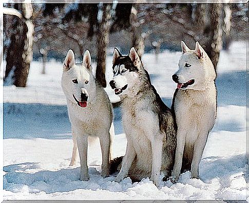 siberianische Huskys brauchen keine Bekleidung für Haustiere