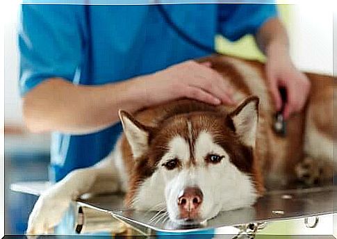 Veterinarian treats sick dog