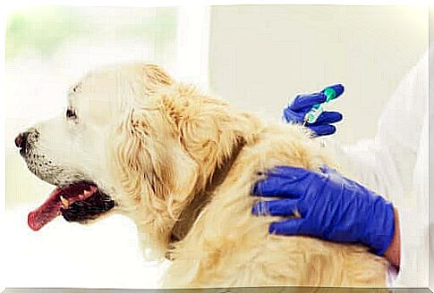 Dog is vaccinated by the vet