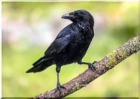 Crows and their cognitive abilities