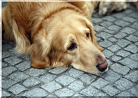 Depression In Dogs: Know The Reason