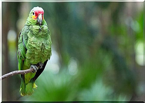 How to care for parrots