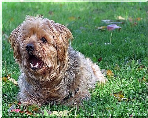 Different types of barking: causes and meaning