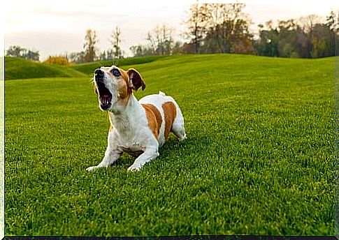 Types of barking - barking dog