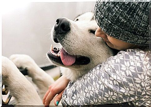 Do dogs feel love?  What does science say