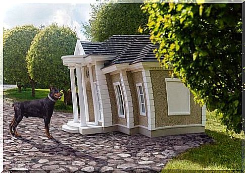 Do you already know dog villas?