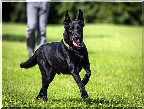 Black dogs have great coats