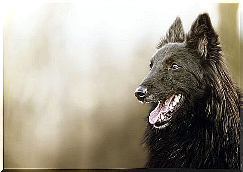 Beautiful creatures: black dogs