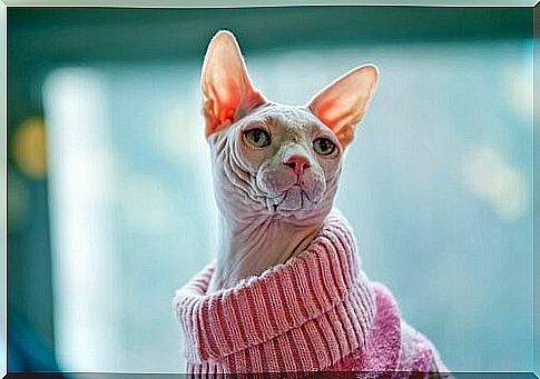 The most exotic breeds of cats - Sphynx cat