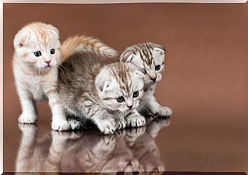 Most exotic cat breeds - Scottish fold cat