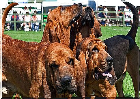 Dog breeds with wrinkles: Bloodhound