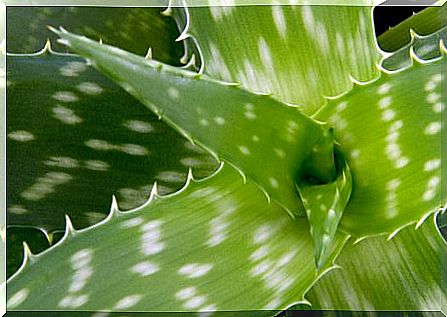 Aloe vera