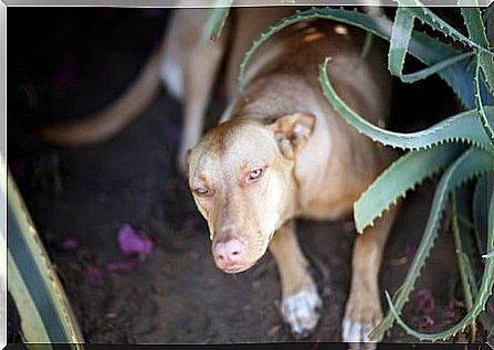 Dog between aloe vera