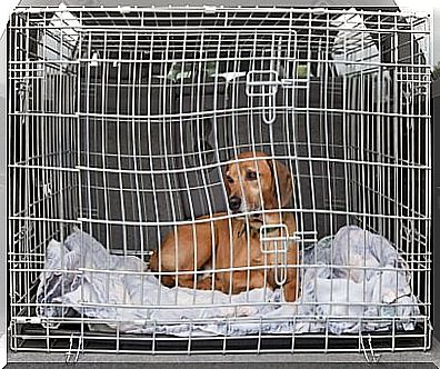 Buying a dog in a cage