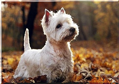 Scottish Highlands dog breeds