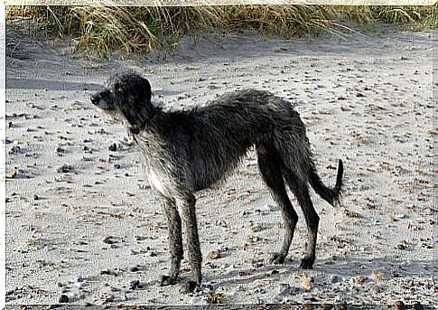 Scottish Highlands dog breeds - Deerhound