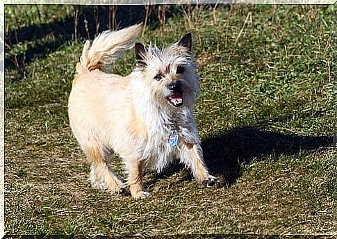 Scottish Highlands dog breeds - Cairn Terrier