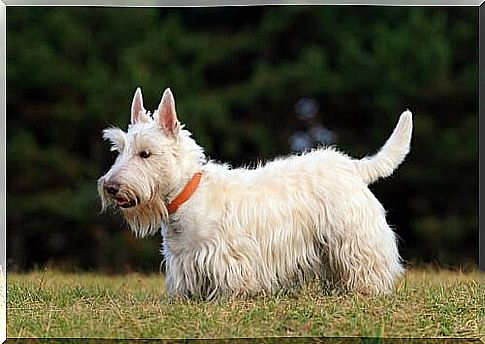 Scottish Highlands dog breeds - Scottish Terrier