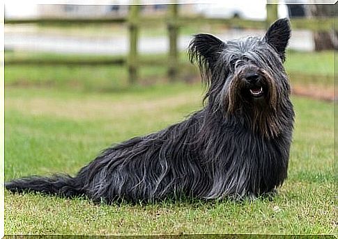 Scottish Highlands dog breeds - Skye Terrier