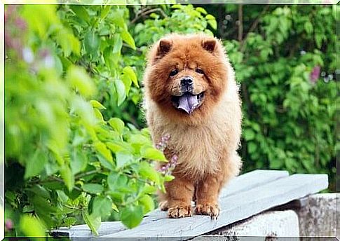 Chow chows don't like heat