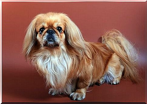 Pekingese suffer from extreme heat