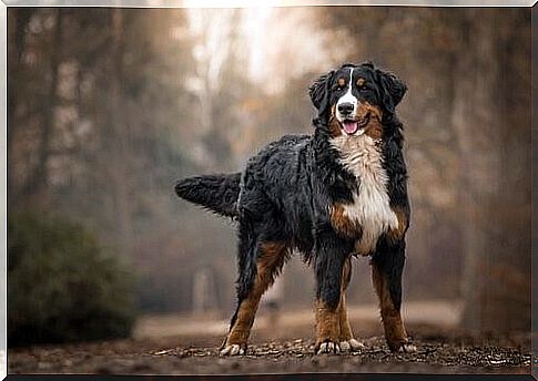 Bernese Mountain Dog doesn't like heat