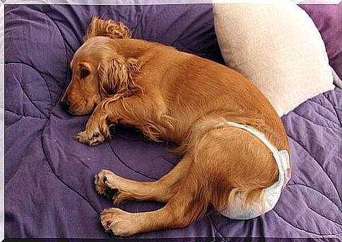 Diapers for dogs - dog with diaper