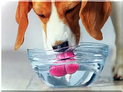 Dog drinks a lot of water: possible causes