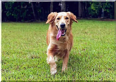 Dog runs with tongue hanging out