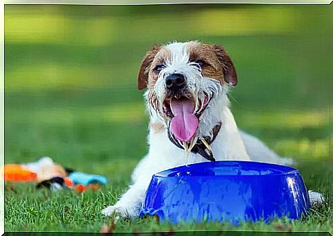 Dog drinks a lot of water