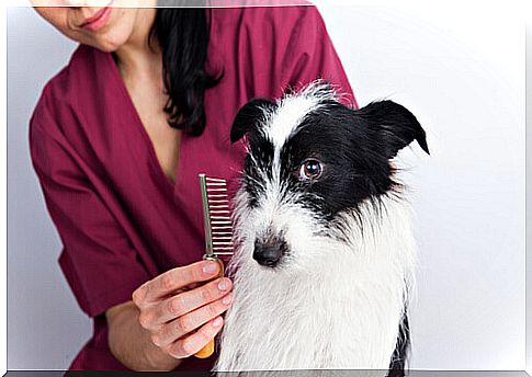 Grooming Your Dogs - Important And Practical Tips