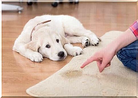 Dog toilet - dog in front of carpet with urine stain