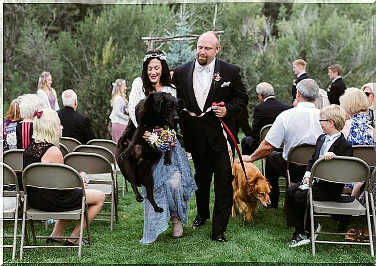 Dog with brain tumor at the wedding