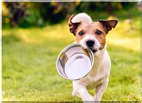 Licking walls - dog carries his food bowl