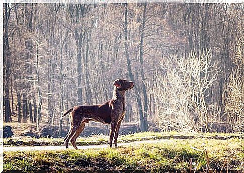 FCI Group 7 dogs from England and Ireland