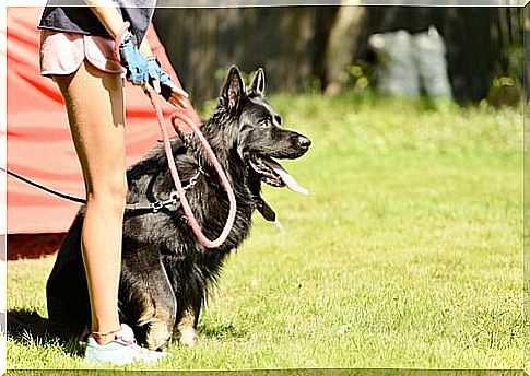 Dog can save you from bad friendships