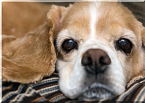 The dog's snout - dog on blanket