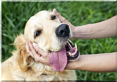 Pampered dogs can become aggressive