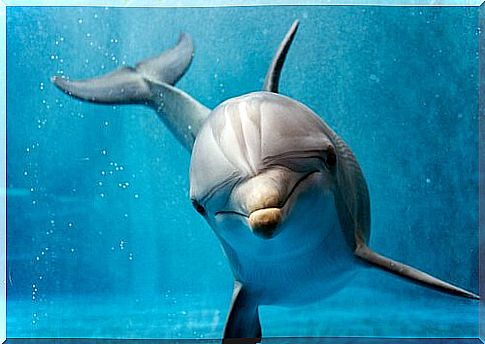 Dolphins >> almost human behavior?