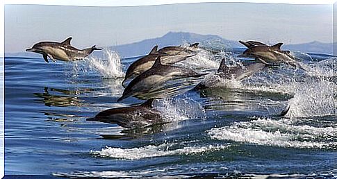 Dolphins hunt in a group