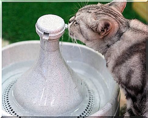 Drinking fountains for cats: everything you need to know!