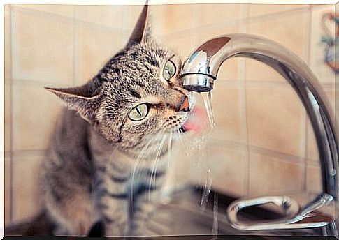 Cat drinks from the tap