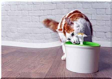 Drinking fountains for cats