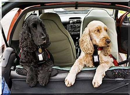 Driving with a dog: don't forget your seat belt!