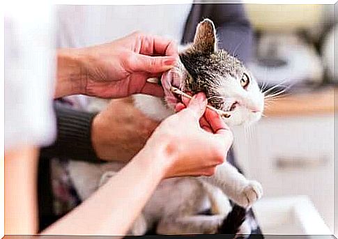 Remove ear mites in cats