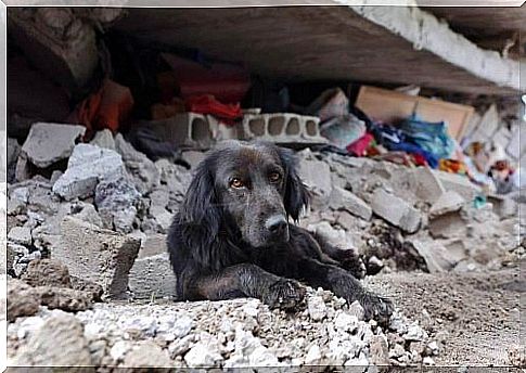 Earthquake in Ecuador: dog doesn't want to leave home