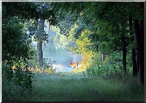 Ecological succession - deer in a forest